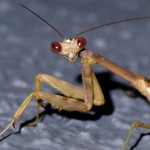 praying-mantis-cu